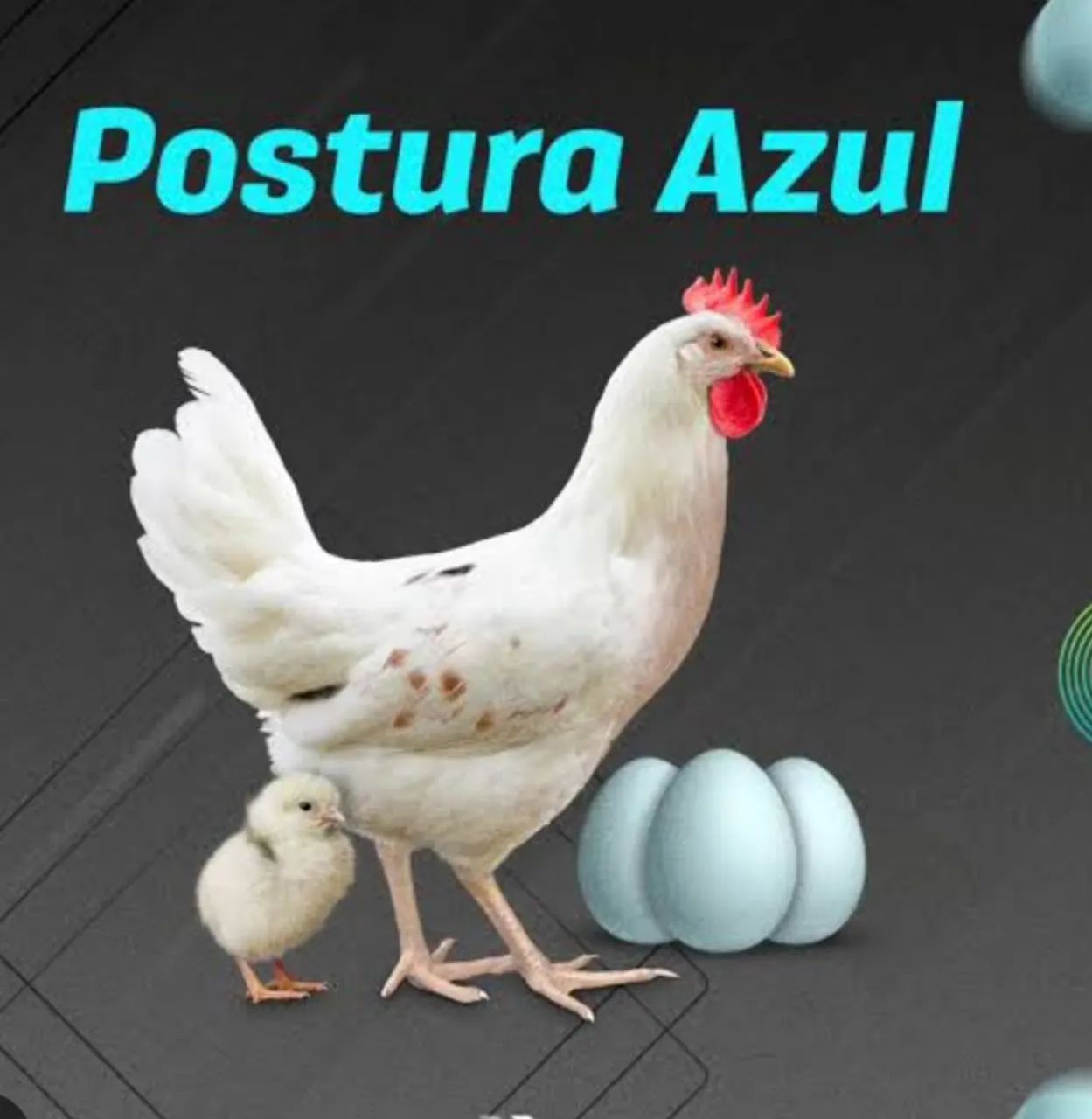 Poedeira ovo azul