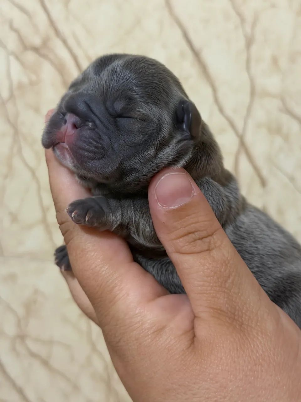 Bulldog francês  - Foto 2