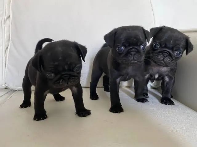 Pug 12x  - Foto 2