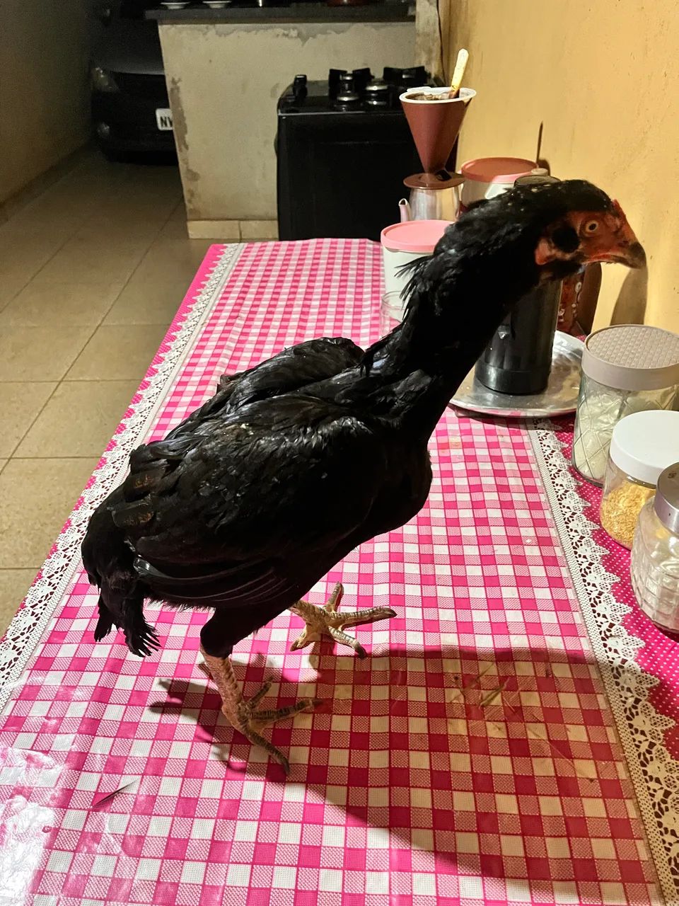 Galos e galinhas 