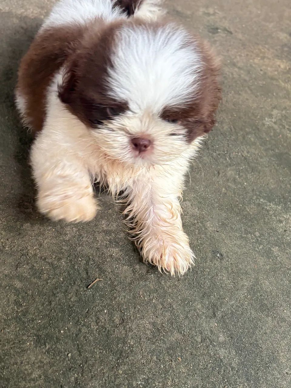 Cachorro  - Foto 2