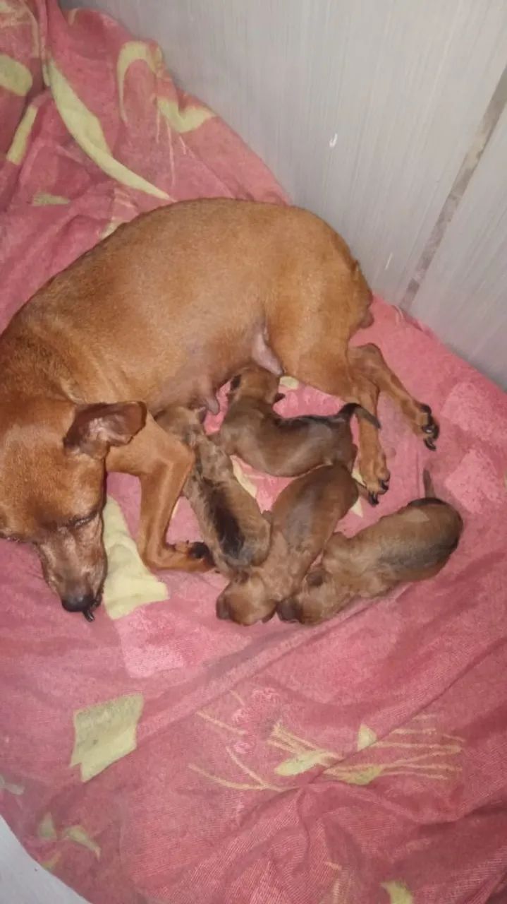 Filhotes de pinscher macho, R$400,00