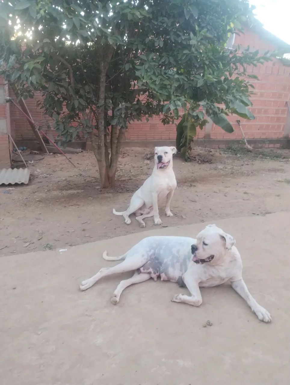 Filhote de Box 550$ - Foto 5