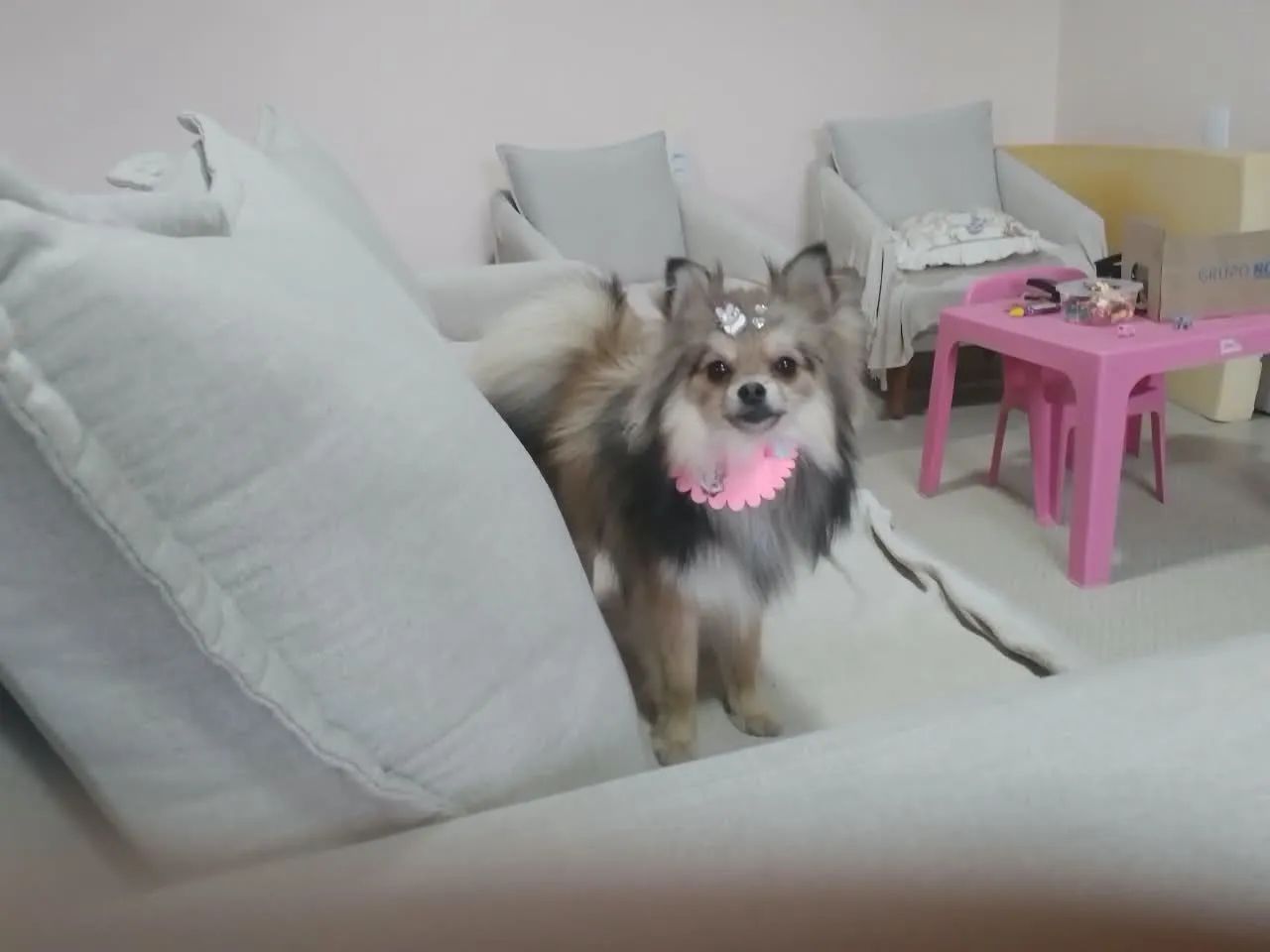 Spitz alemão   - Foto 5