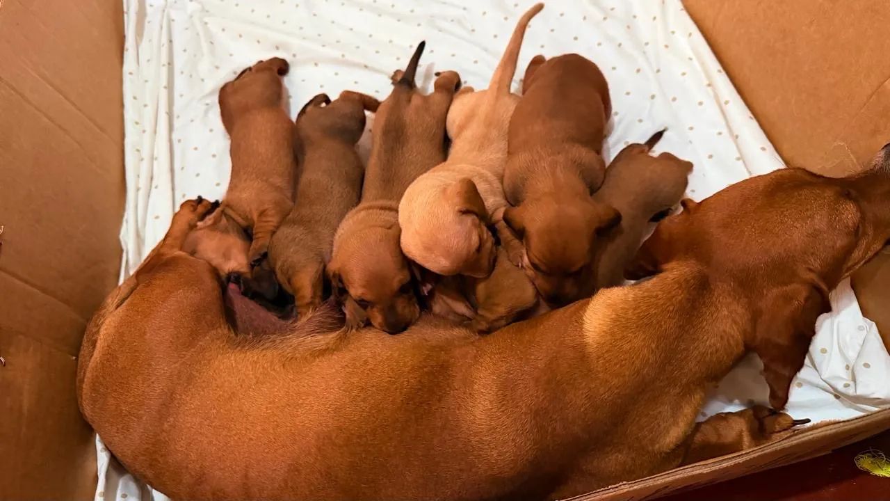 Filhotes de Dachshund - Foto 2