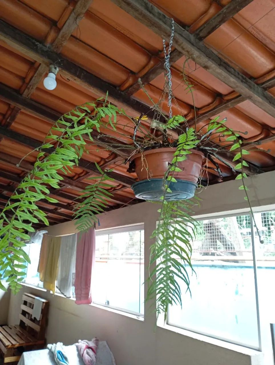 Plantas e sementes 