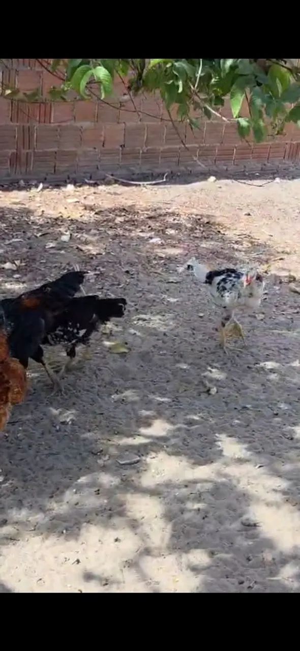 Vende-se aves - Foto 5