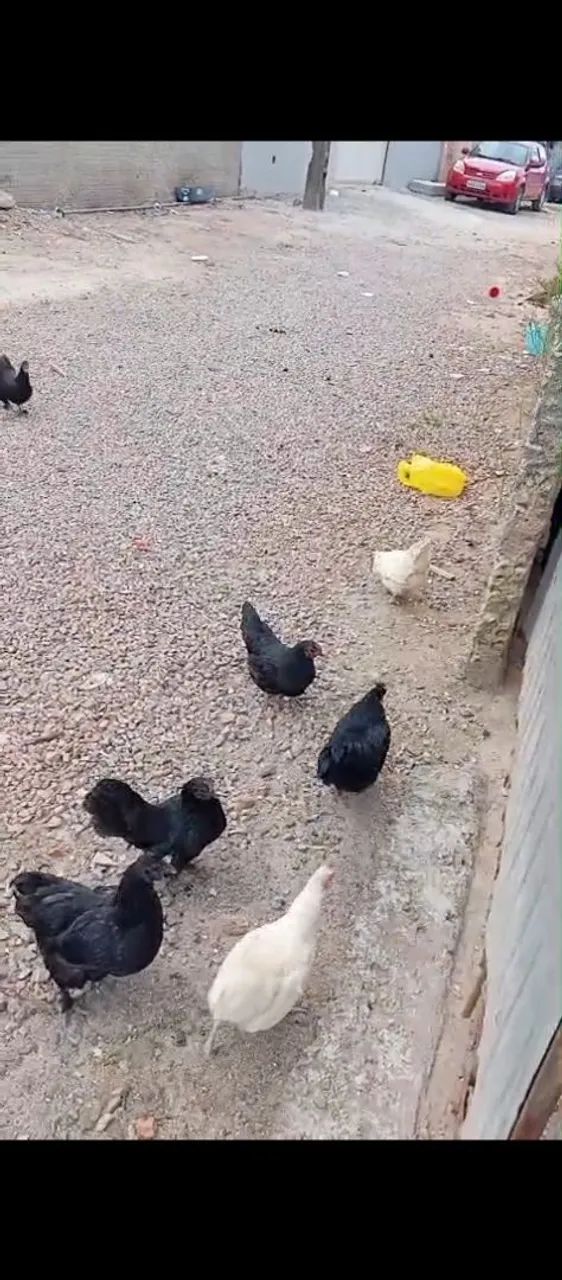 Galo e galinhas Galizé  - Foto 3