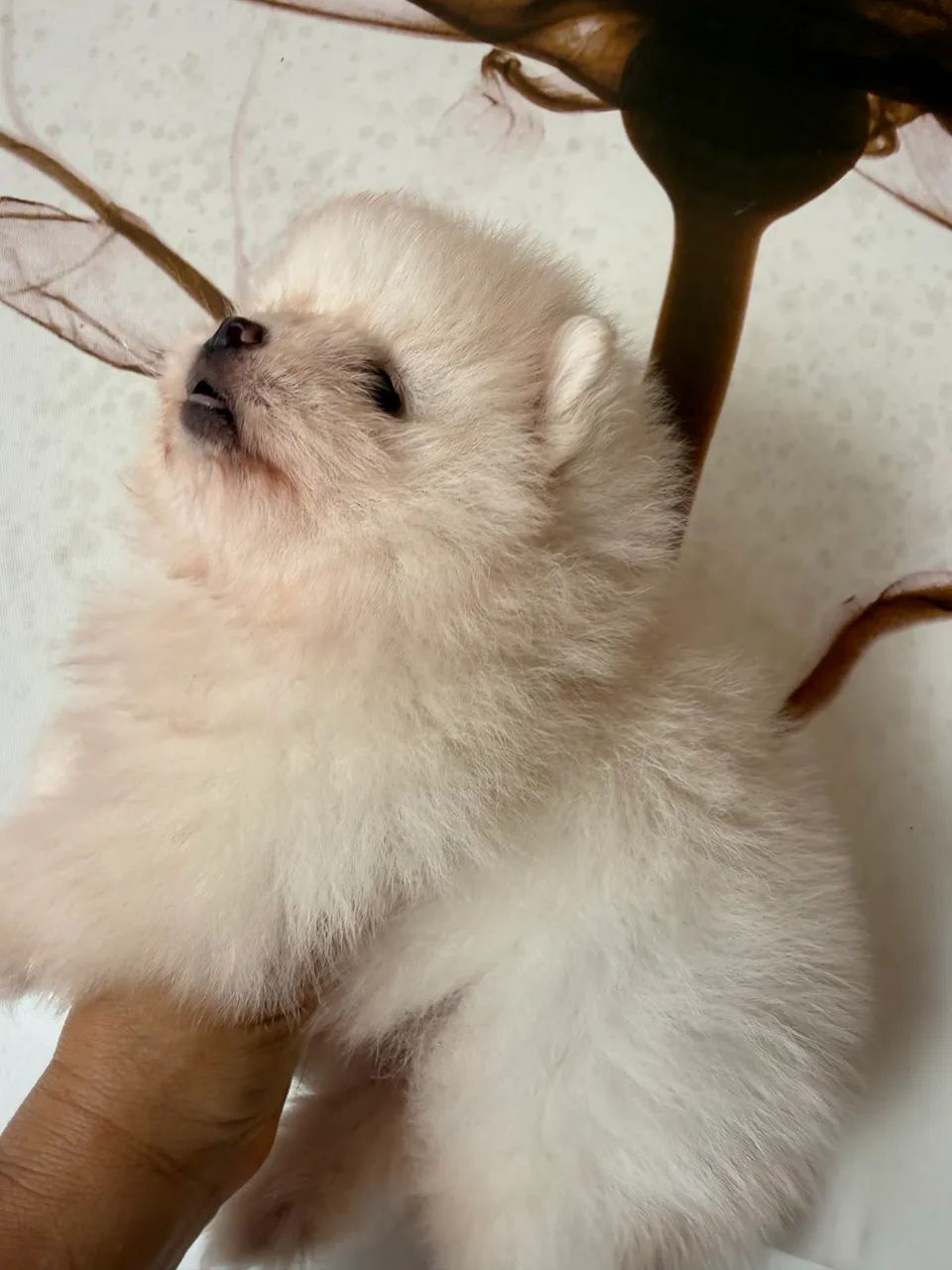Spitz alemão anão  - Foto 3