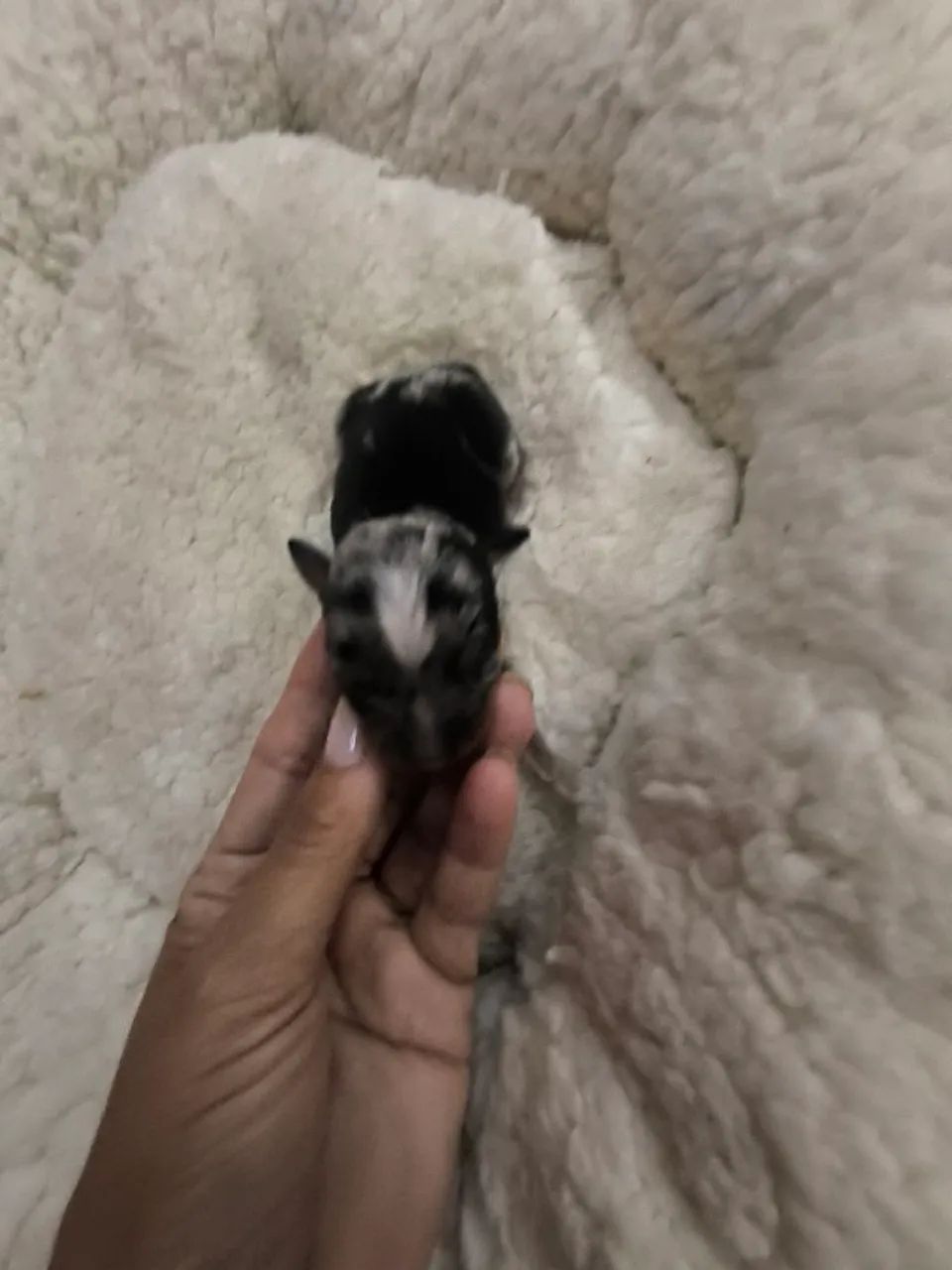 Pinscher zero mofadinnho  - Foto 3
