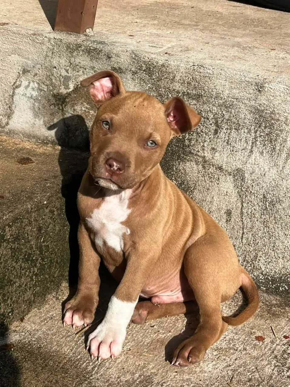 Pitbull macho 3 meses - Foto 4