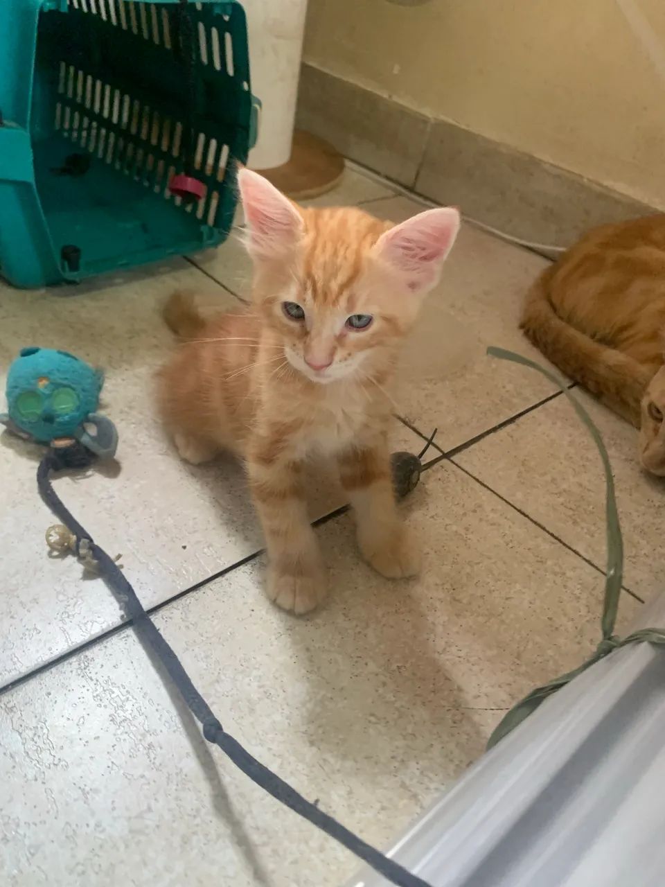 Gatinhos da raça american shorthair  - Foto 3