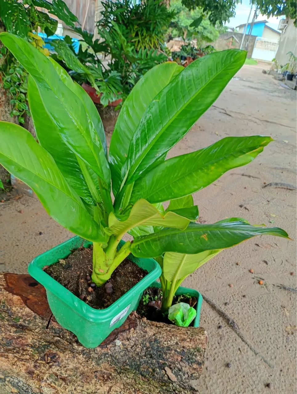 Plantas e jardim - Foto 2