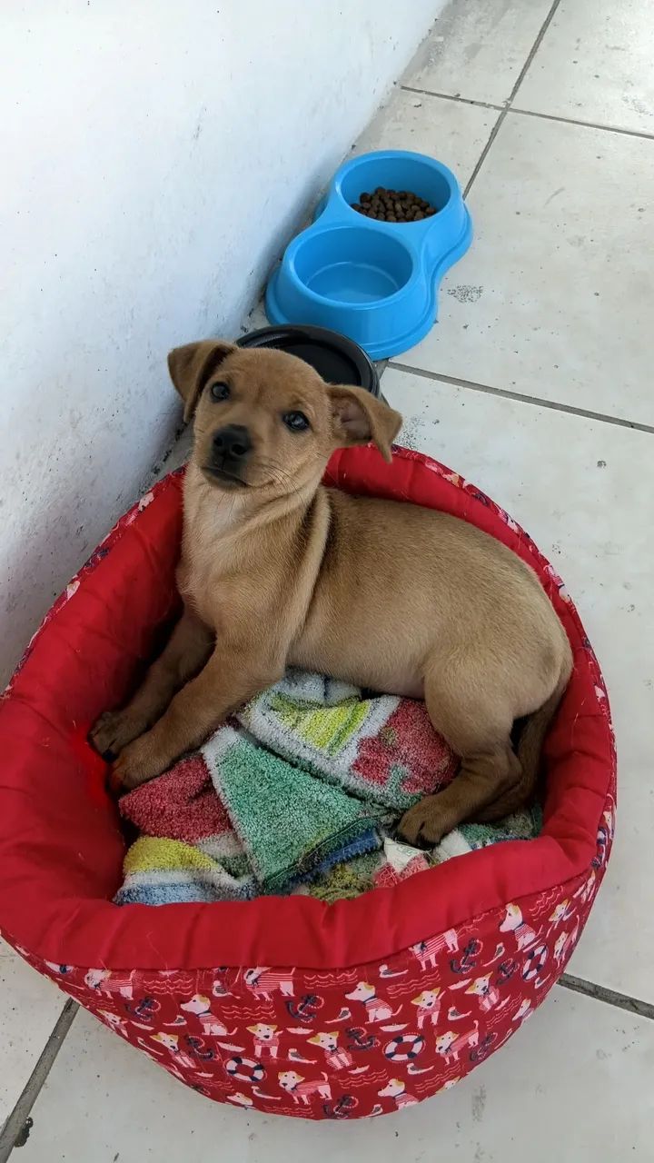 Doação  - Foto 2