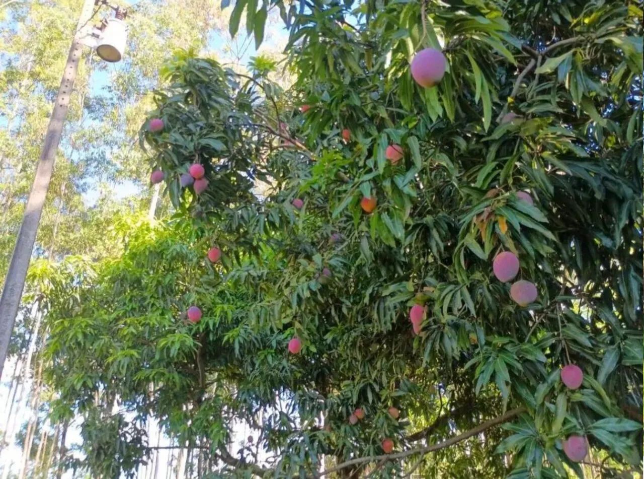 Chácara à Venda Excelente Oportunidade<br> - Foto 4
