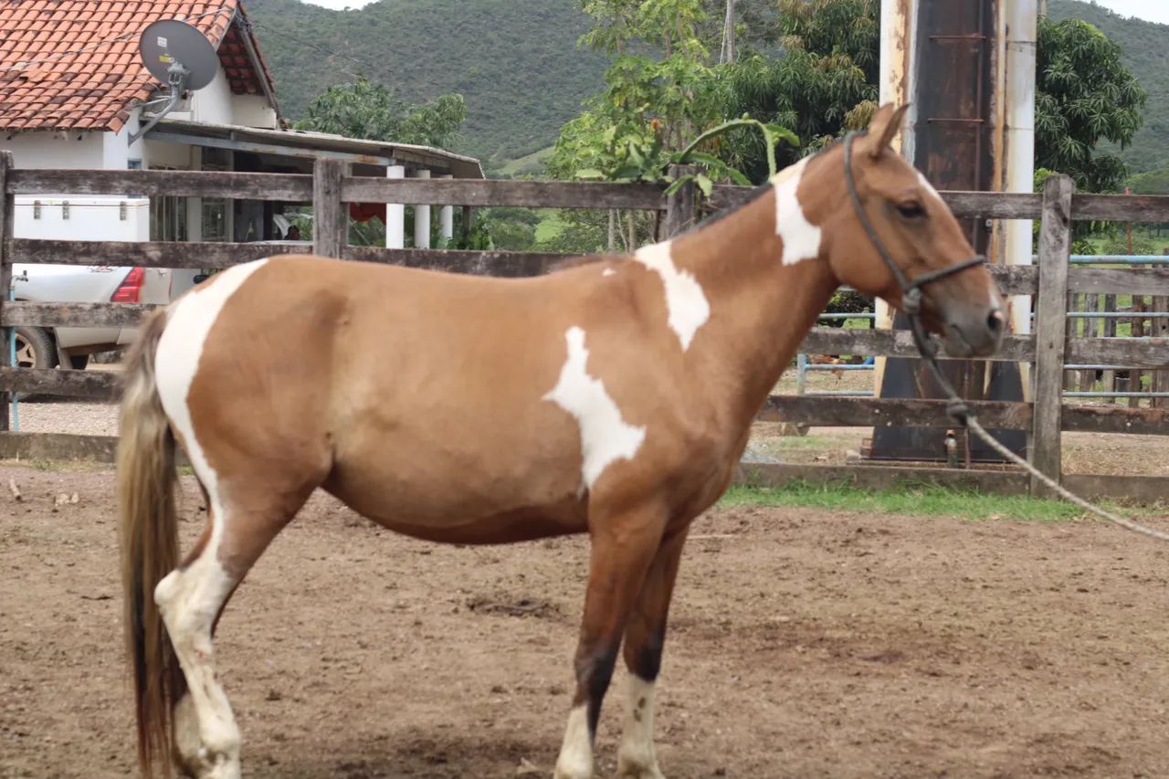 Égua prenha a venda  - Foto 2