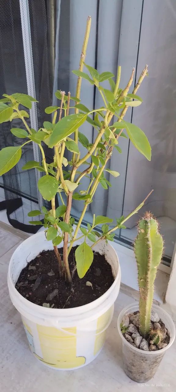 Manjericão + cacto  - Foto 4