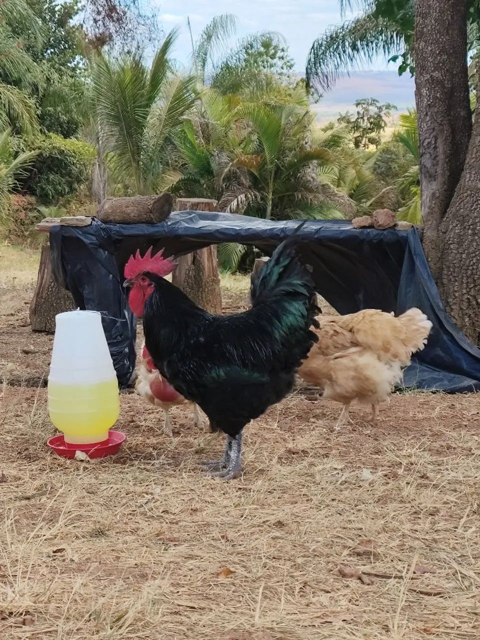 Gigante Negro de Jersey  - Foto 4