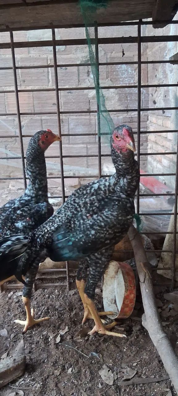 FRANGOS A VENDA  - Foto 5