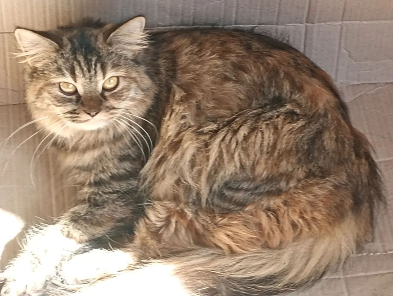 Gata persa - Foto 2