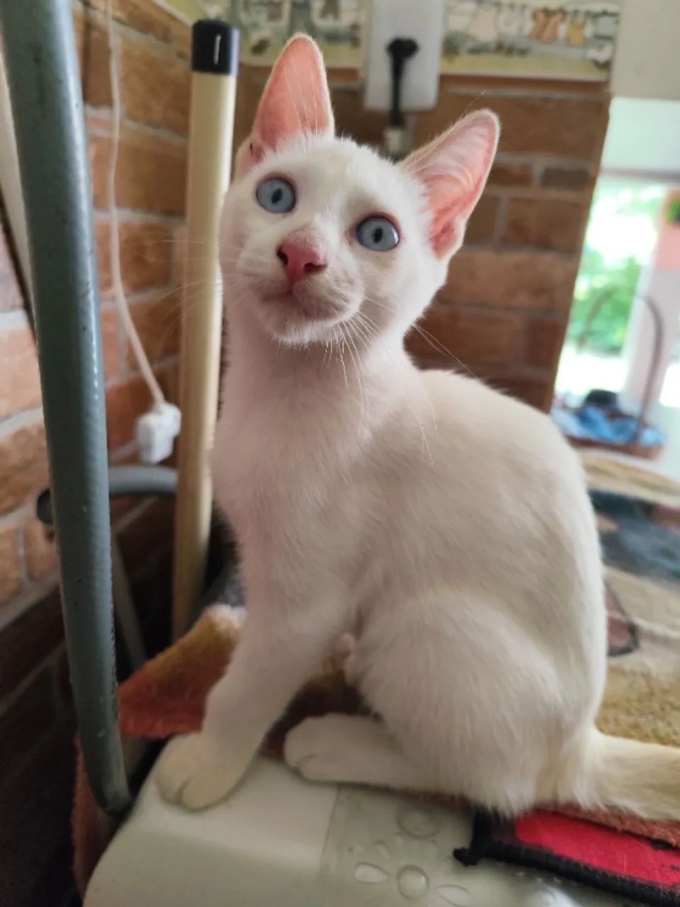 Doação de gato Rio de Janeiro  - Foto 6