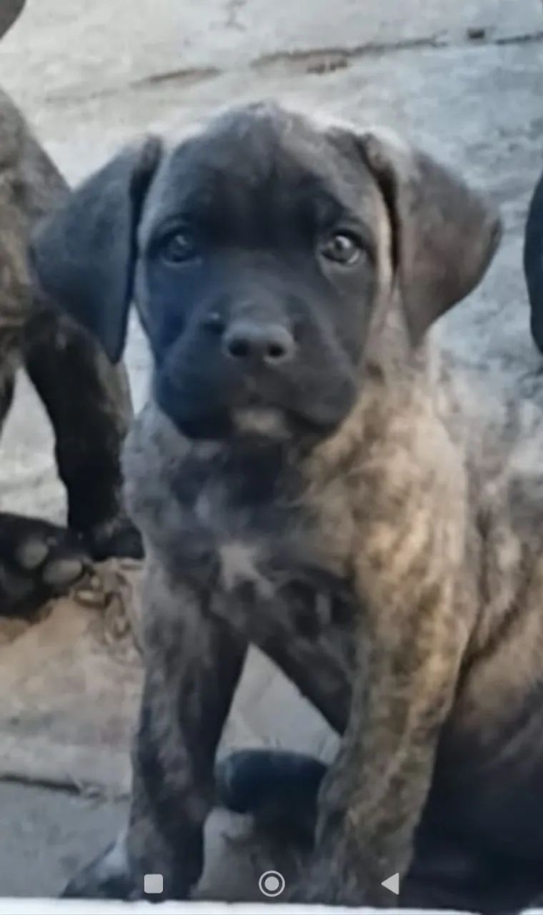 Vendo filhotes de cane corso  - Foto 5