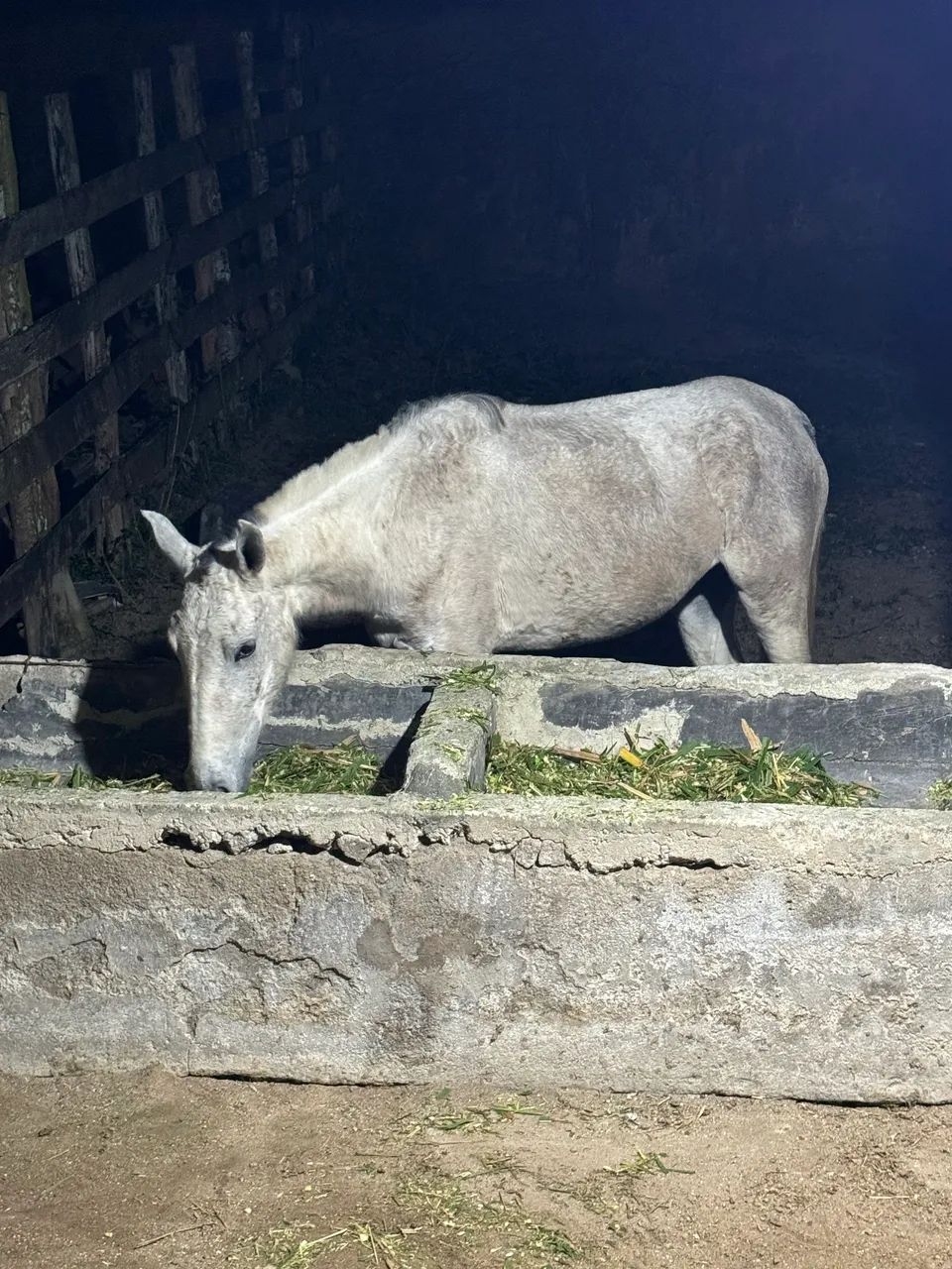 Cavalos - Foto 2