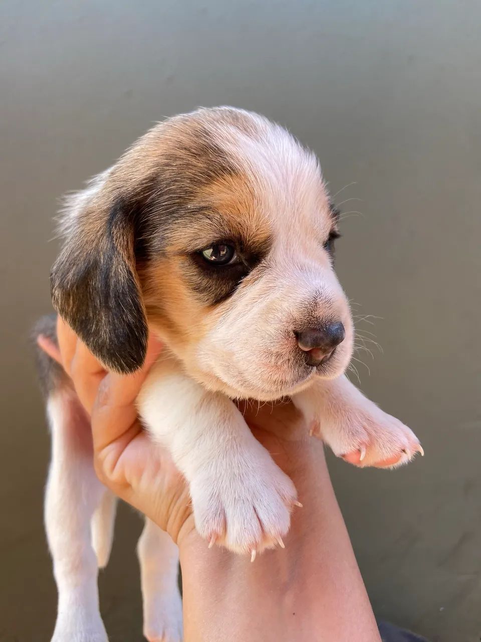 Filhotes Beagle  - Foto 2