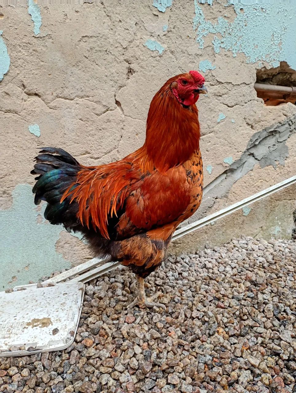 Galo - Foto 2