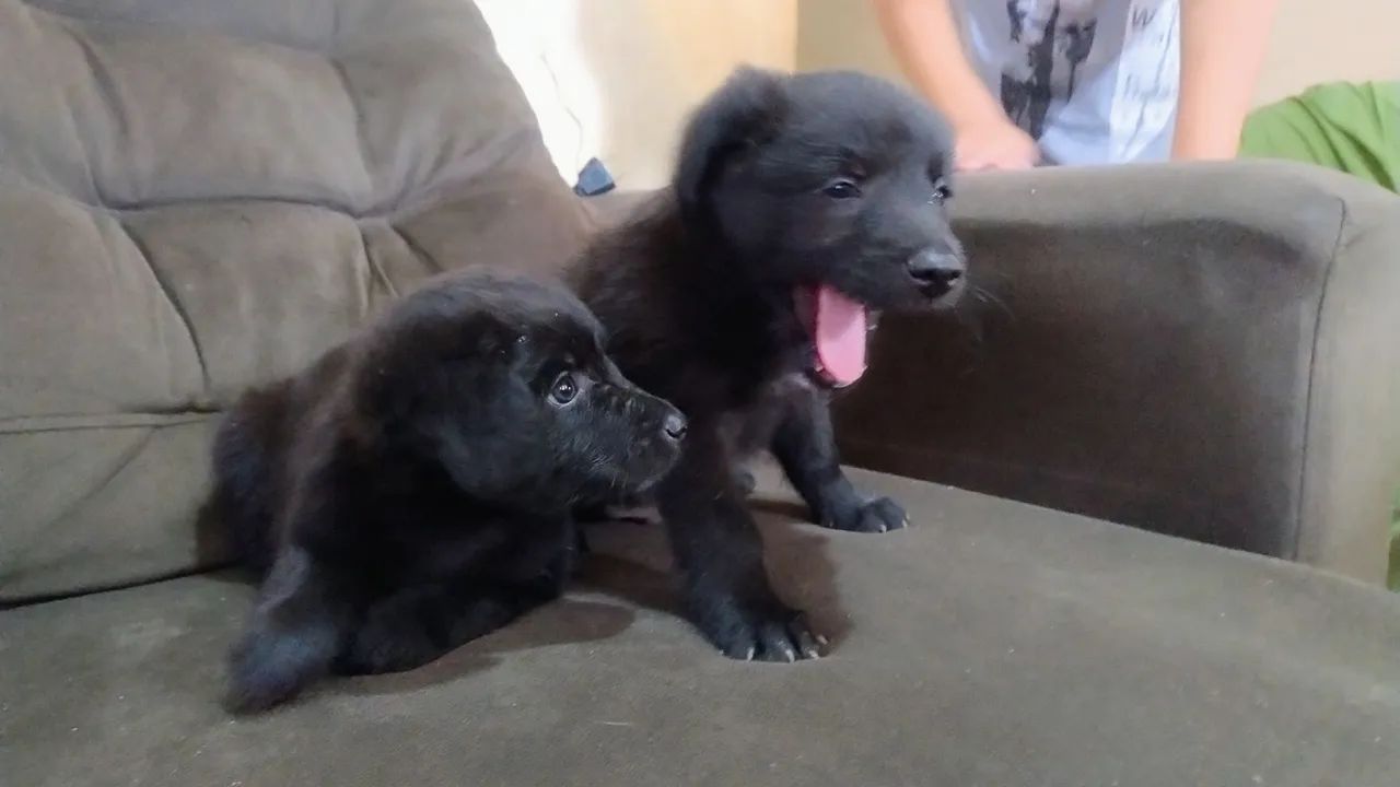 Doa-se estes lindos cachorrinhos  - Foto 5