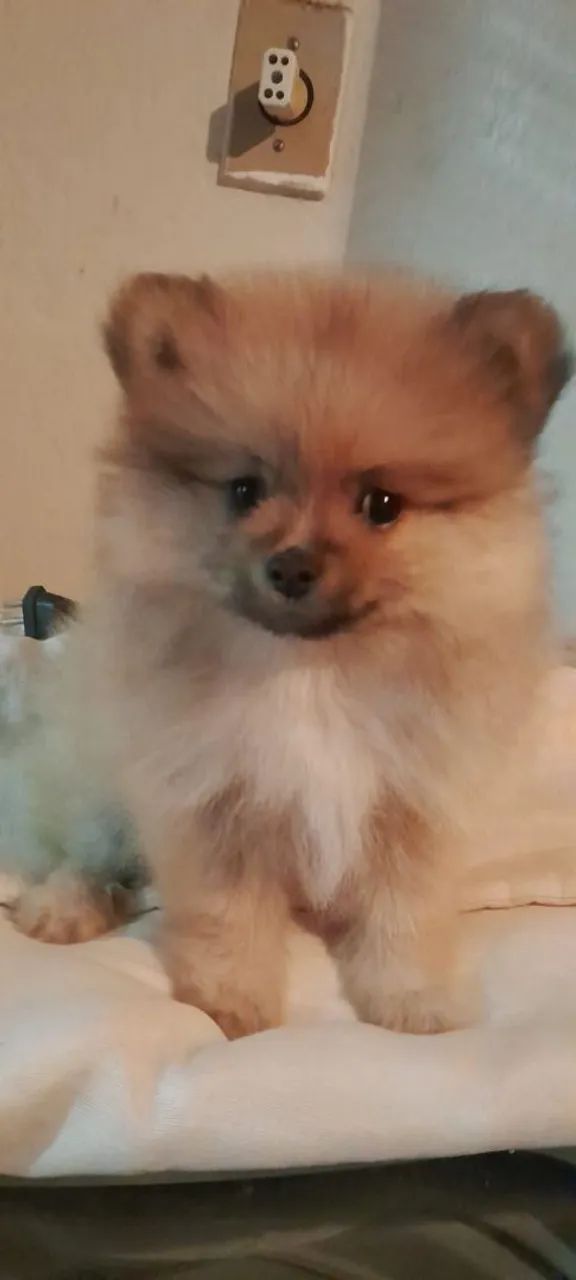 Spitz alemão macho
