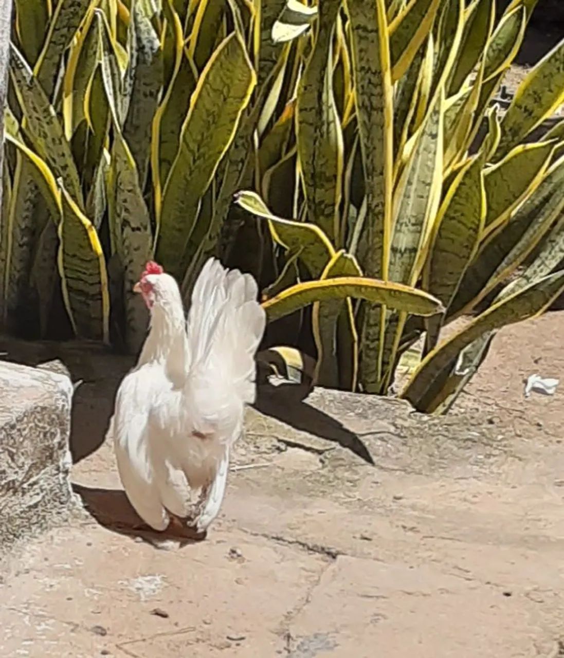 Nagasaki = Frango Macho Branco  - Foto 4
