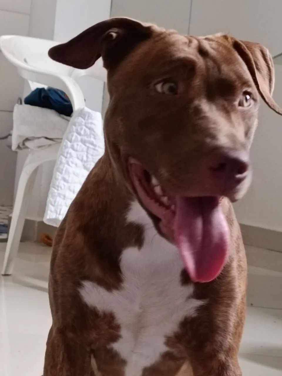 Pitbull - Foto 4