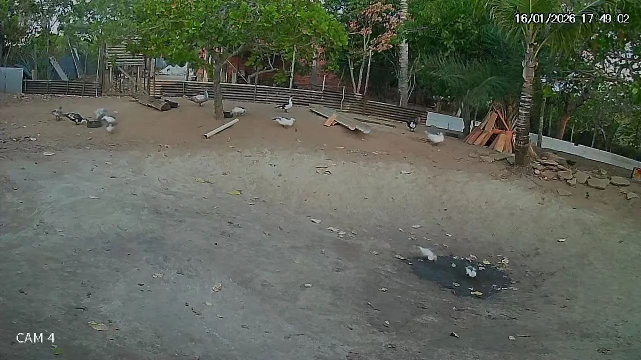 Vendo Patos  - Foto 2