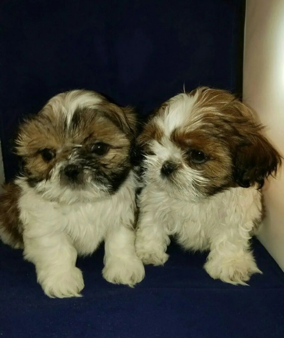 Shih tzu lindos e saudavel 