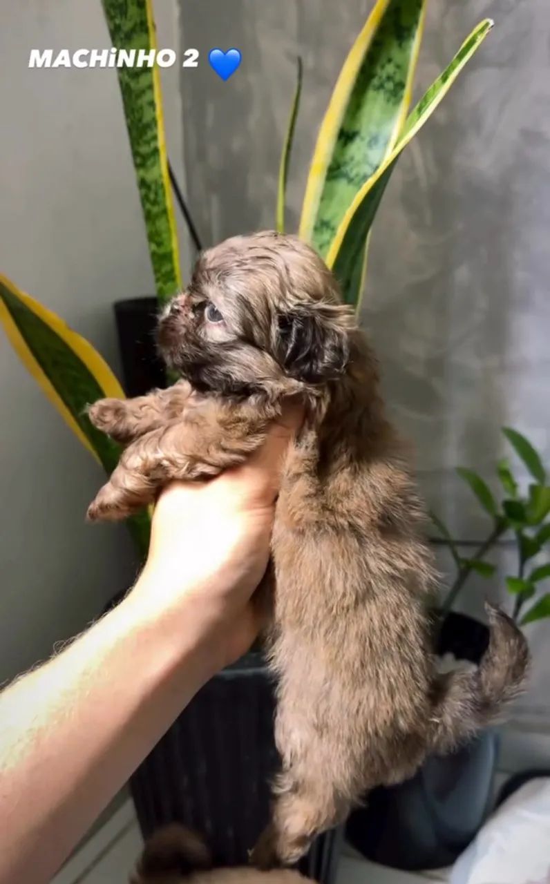 FILHOTES DE SHIHTZU MACHO - Foto 5