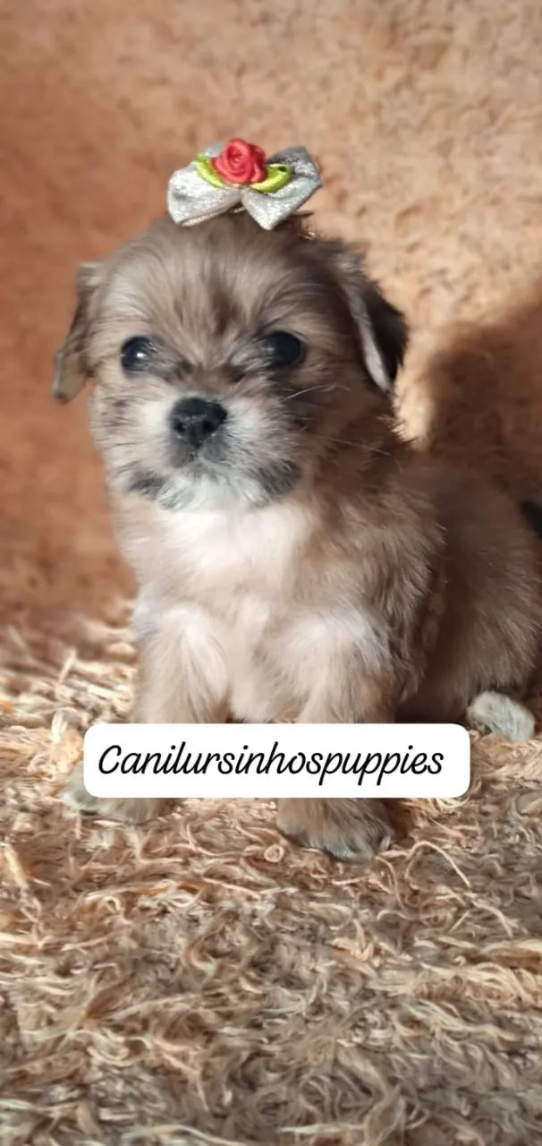 lhasa apso bebes disponíveis e só conferir  - Foto 2