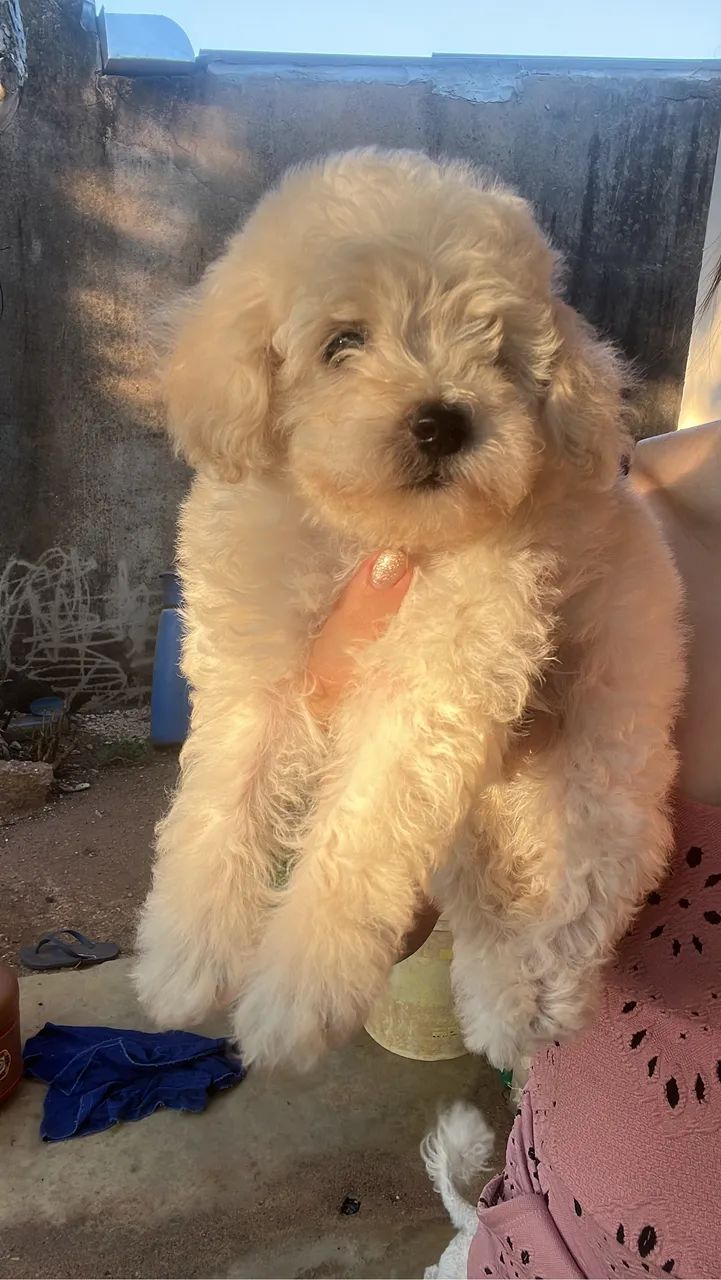 Filhotes Poodle Macho - Foto 2