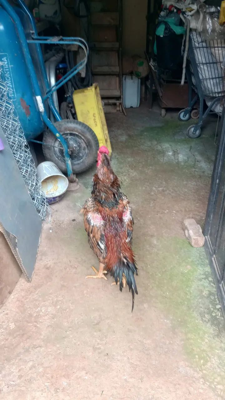 Galo índio puro  - Foto 5