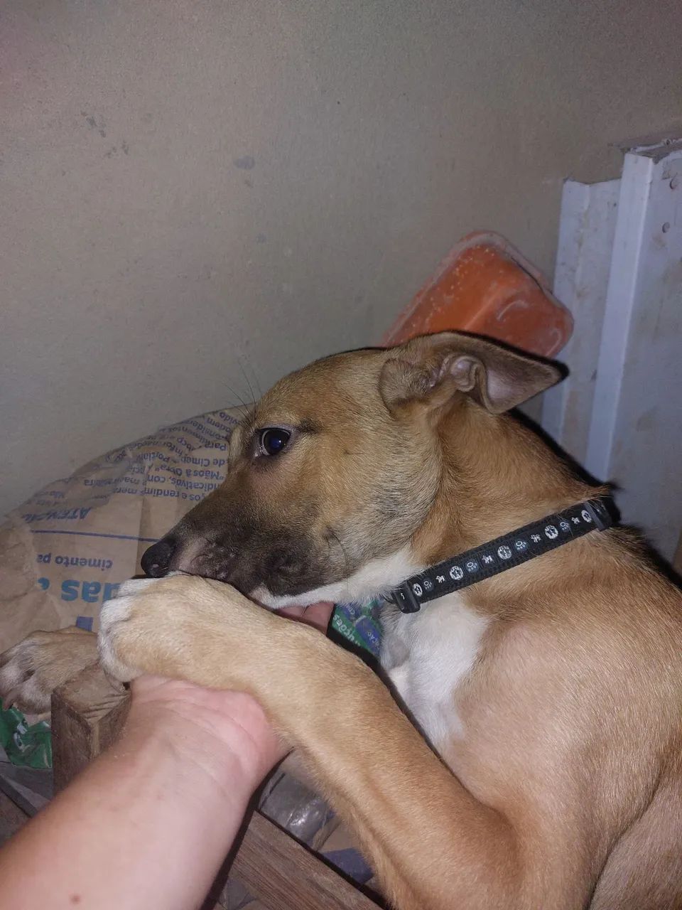 Doação, cachorrinha de 4 meses