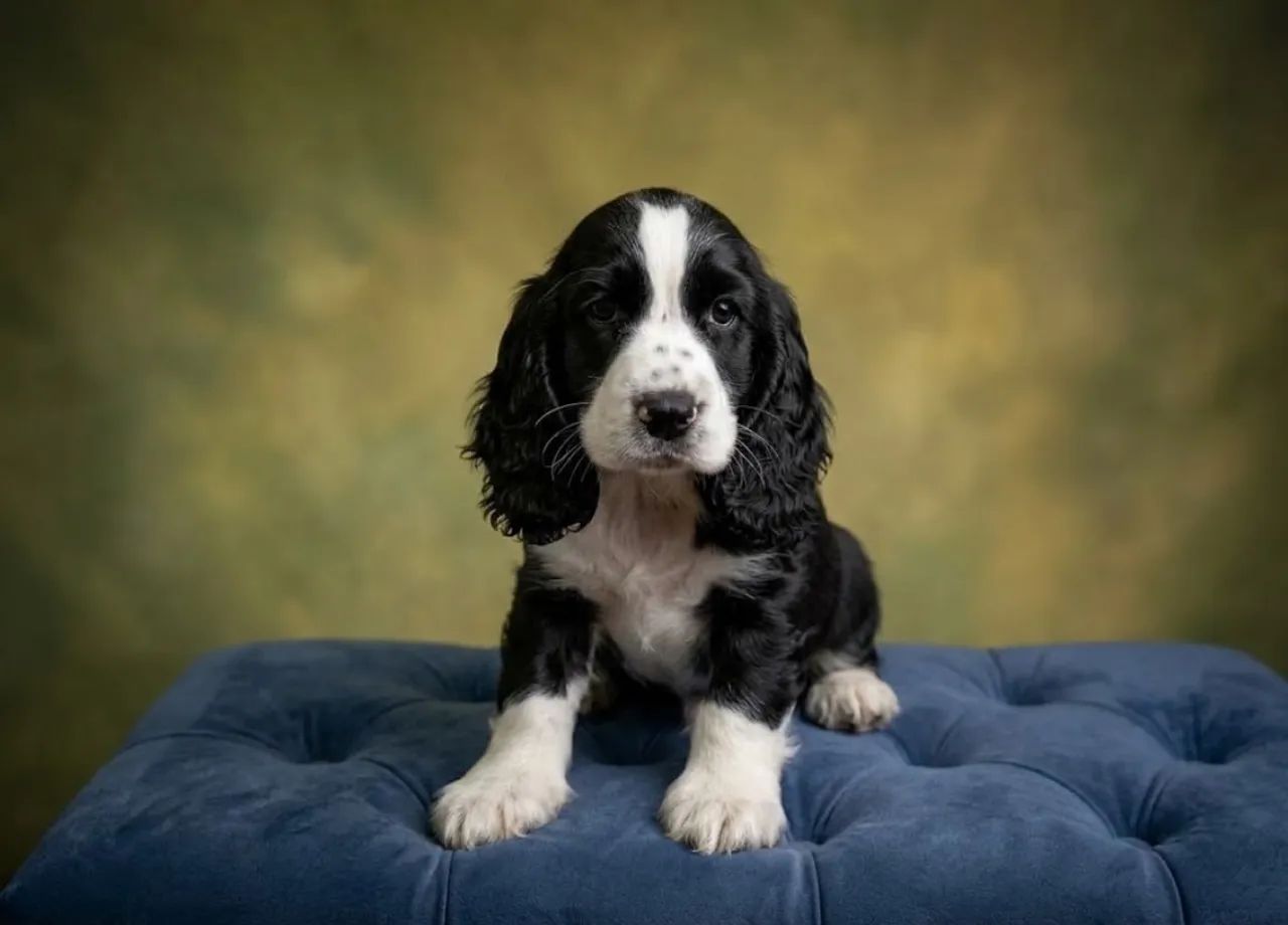Cocker spaniel 