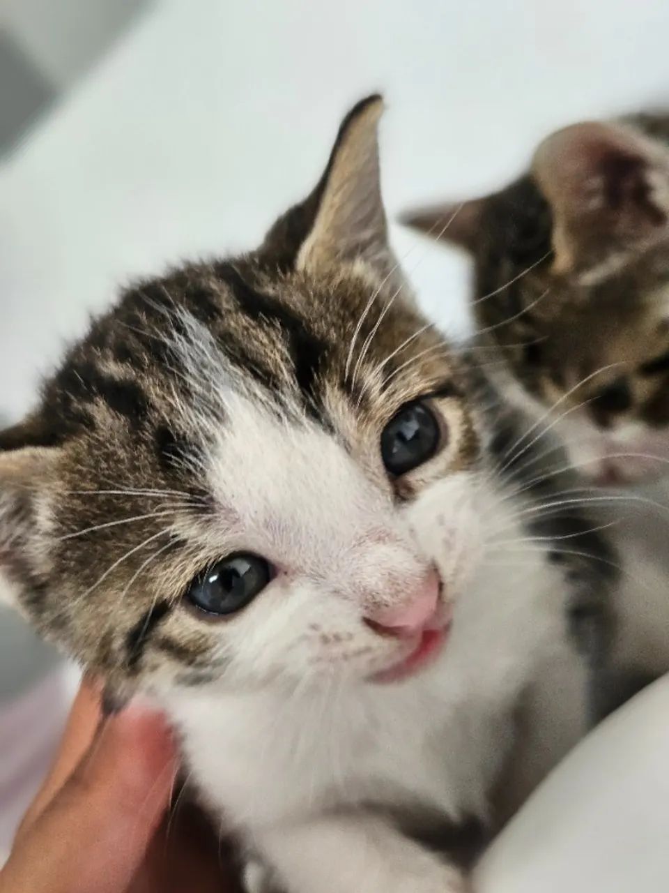 Gatinhos para adoção