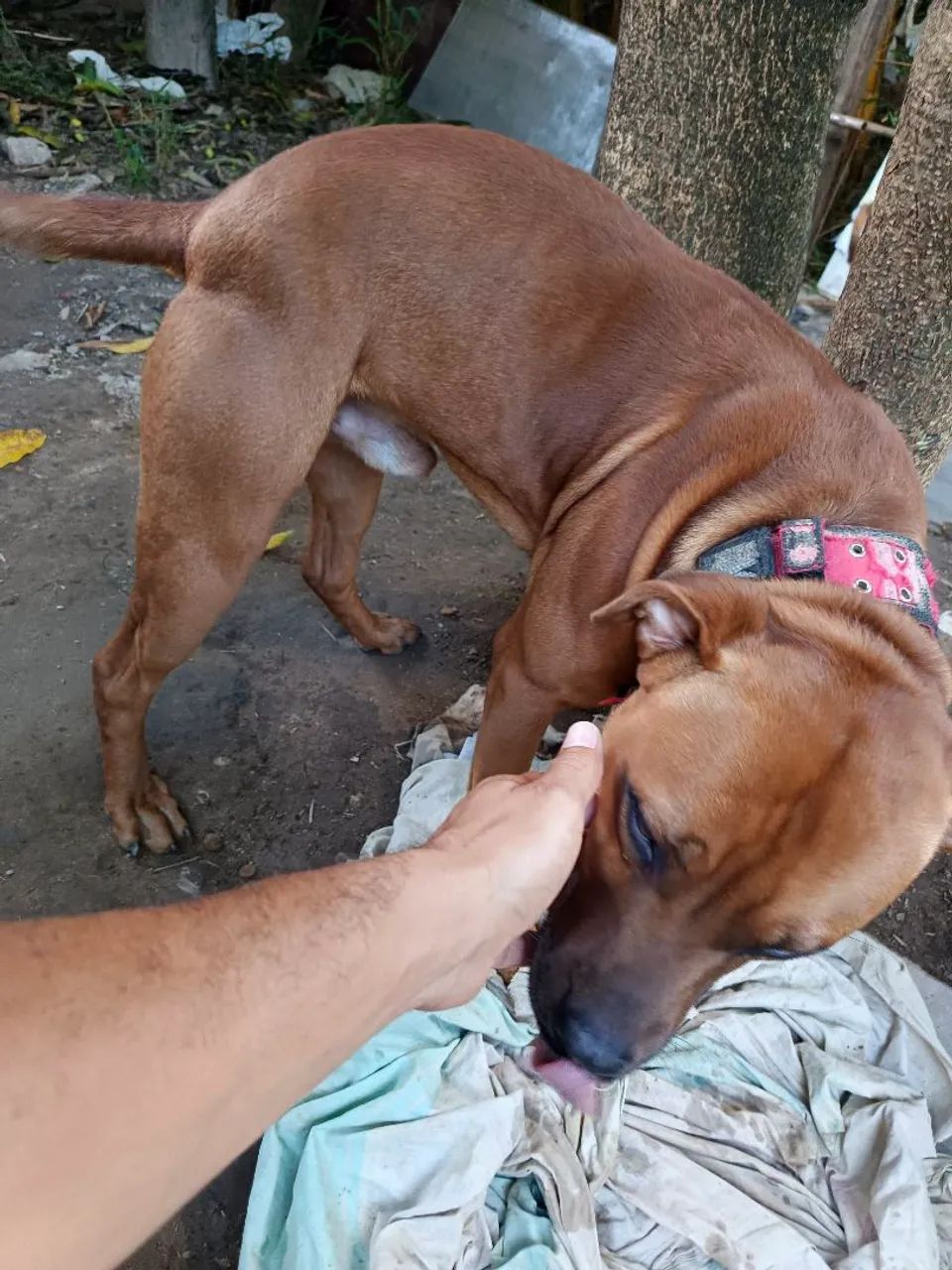 Doação cachorro  - Foto 2