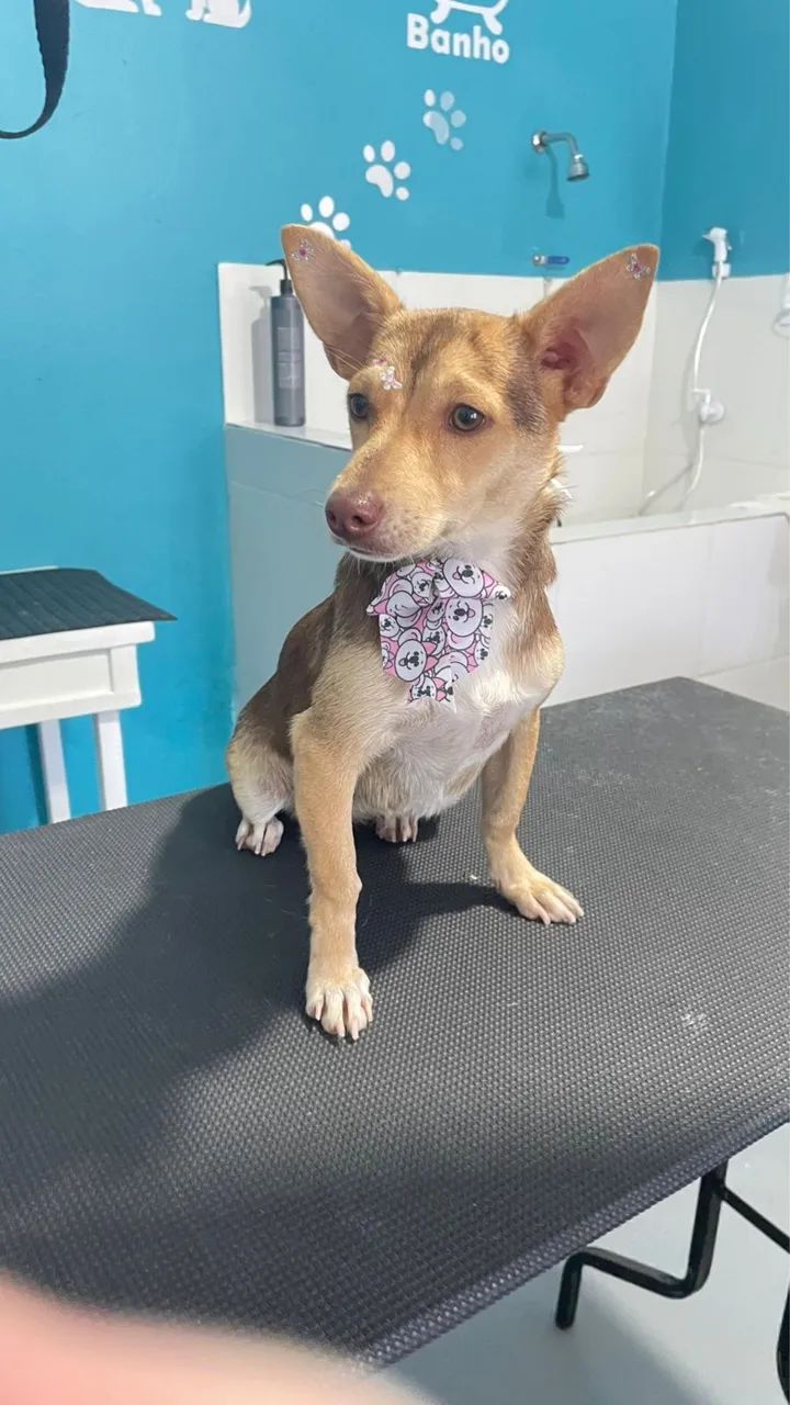 Doação  - Foto 2