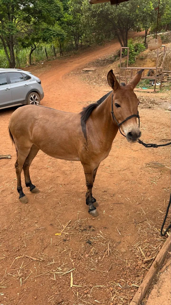 MINI MULA 5 ANOS - Foto 6