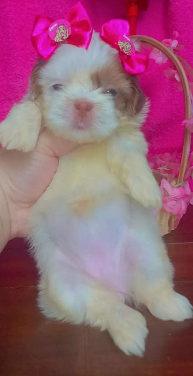 Shih tzu 
