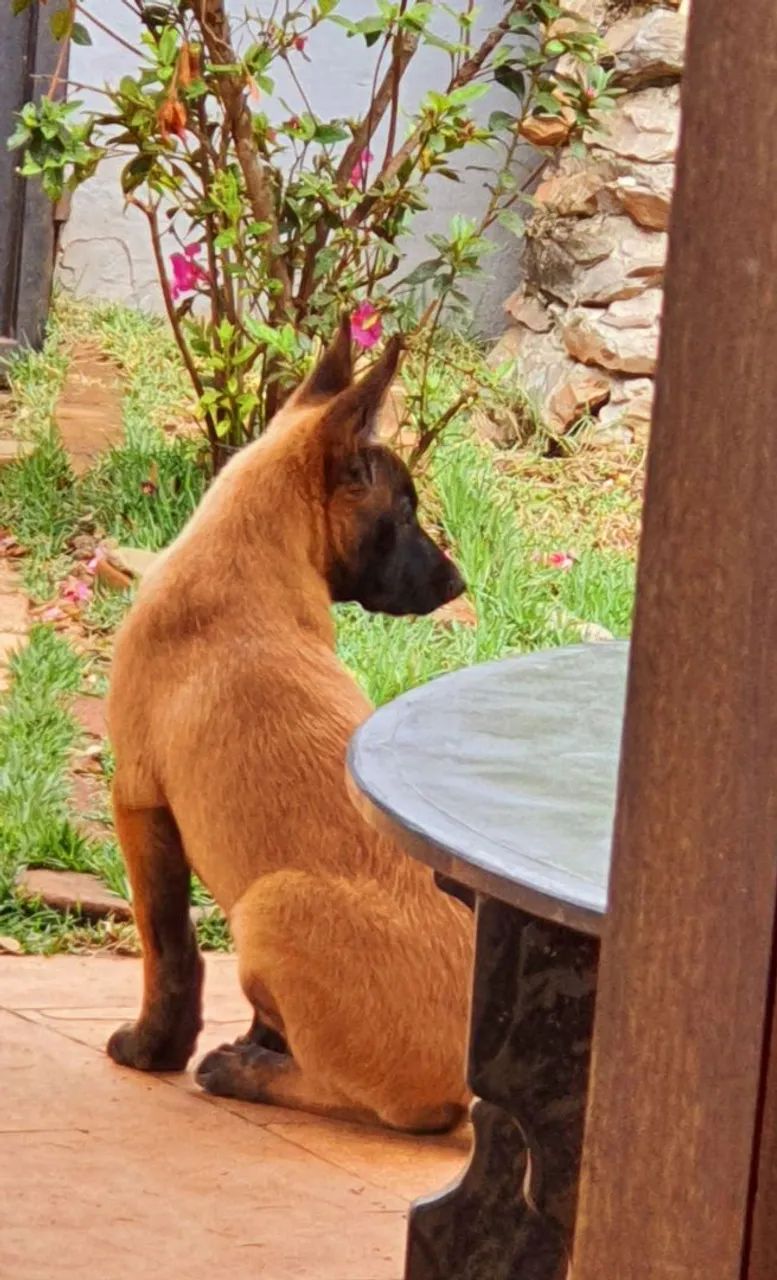 Filhote de malinois  - Foto 3