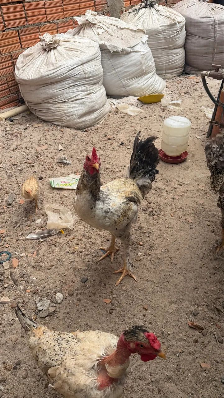 Vendo frango 