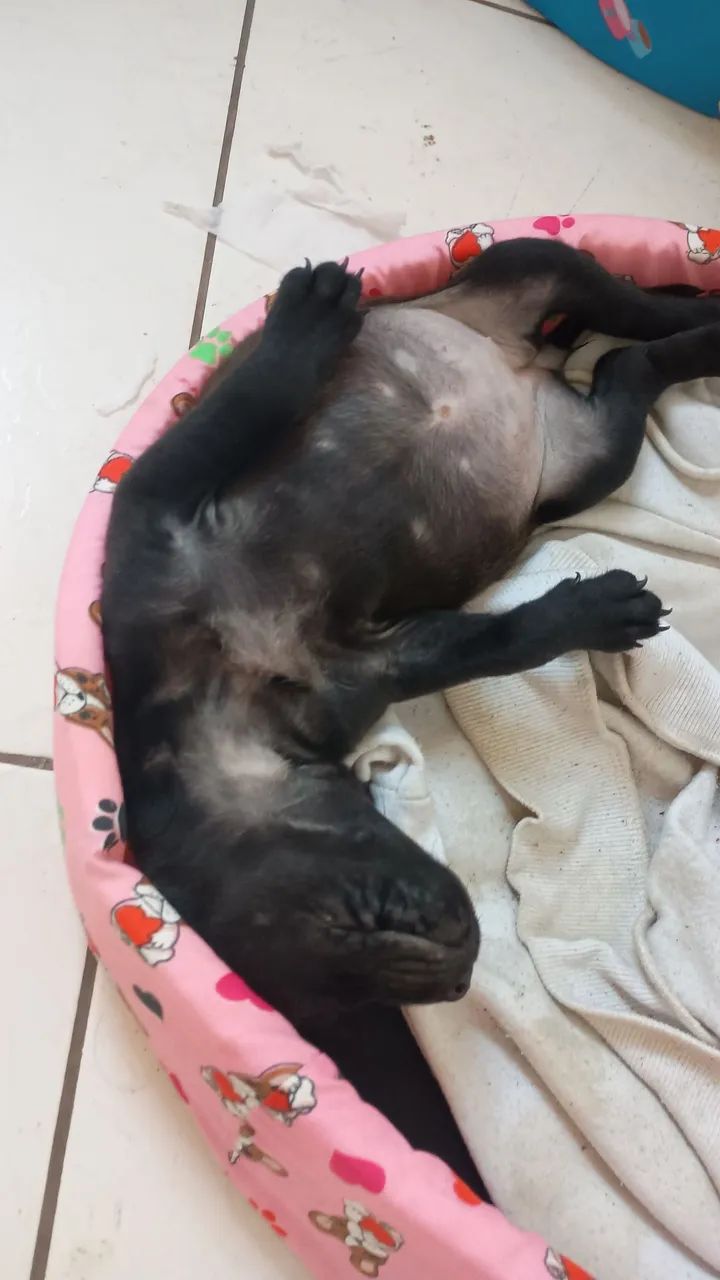 Pitbull  - Foto 3