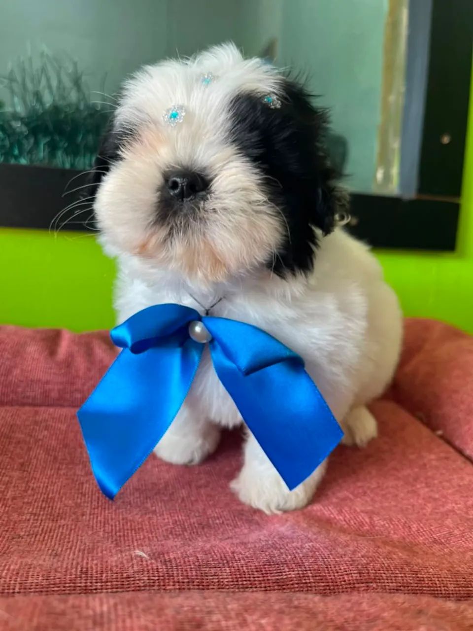 Branca com preta Fêmea disponível  - Foto 2